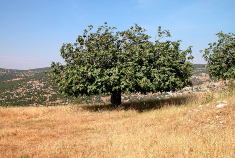 Photo 131 - Fig Tree