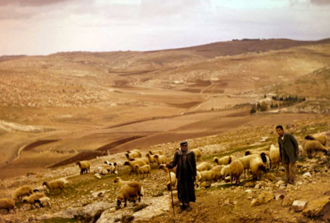 Photo 141 - Shepherds