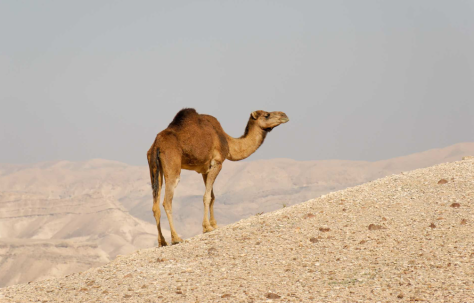 Photo 39 - Camel
