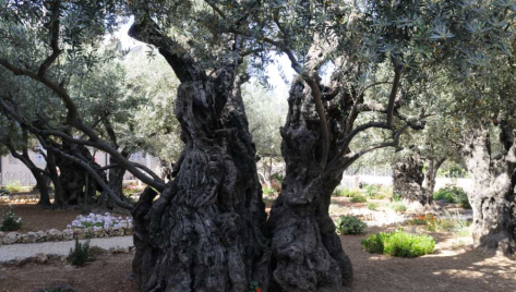 Photo 59 - Olive Tree