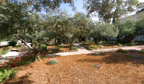 Photo 60 - Garden of Gethsemane
