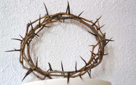 Photo 74 - Crown of Thorns